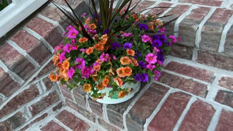 Beautiful Flower Arrangement Bought From Lowes Garden- superbelks