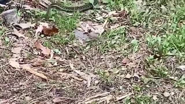 Cobra snake fighting video 😠😠😠😠