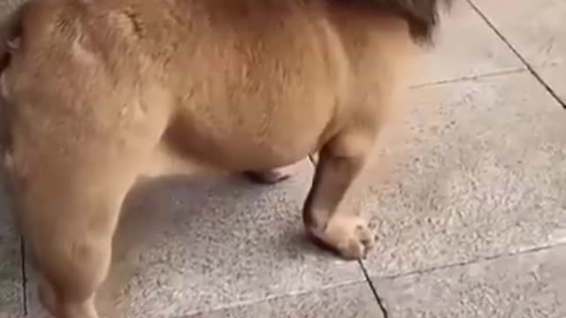 Funny Lion Pug LMAO