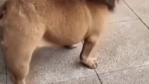 Funny Lion Pug LMAO