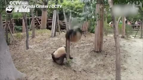 Panda falls from tree before being ambushed in Chinese reserve