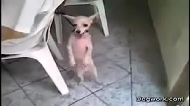 PERRITO BAILANDO AL RITMO DE LA CUMBIA