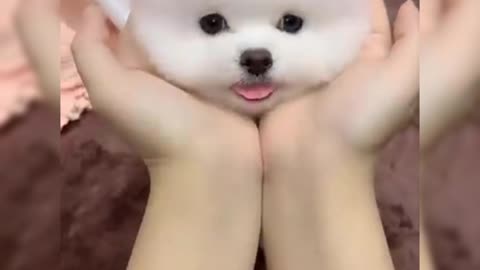 Cute and Funny Pomeranian Dog Videos