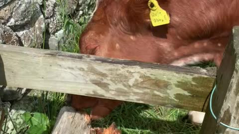 Cow Eats Wood