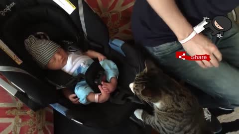 funny animal and babies interactions