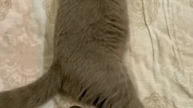 Funniest Cats And Dogs Videos