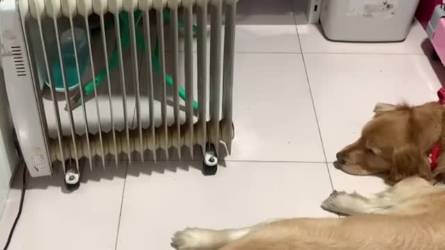 The cat is scared to death