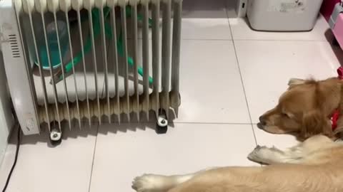 The cat is scared to death