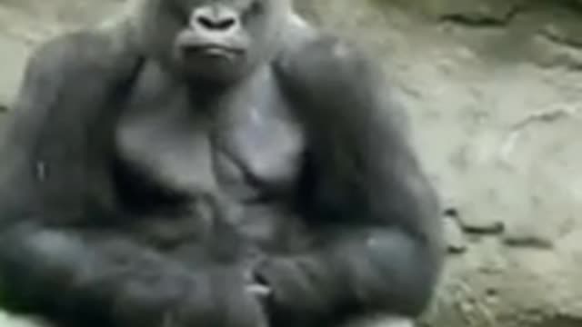 Funny Gorilla vs Animal 🤣Comedy 😂 Video