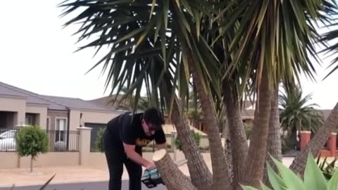 Testing aCordless Makita 300mm Chainsaw