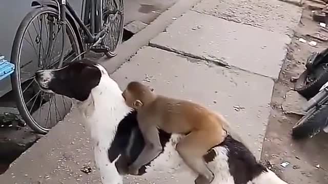 MONKEY AND DOG FRIENDSHIP