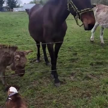 Kkkkkkk você vai morrer de riiii