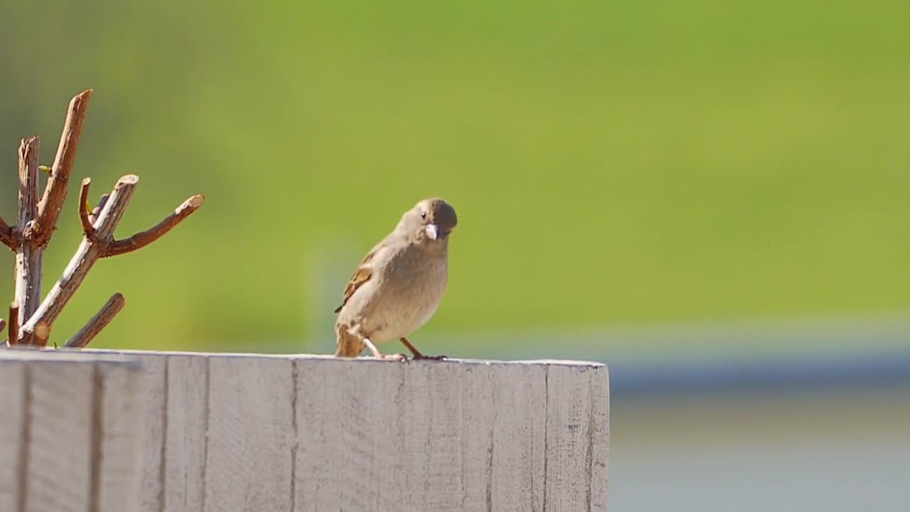 Sparrow bird jump dance feather