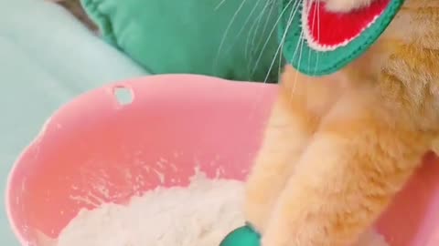Cute cat