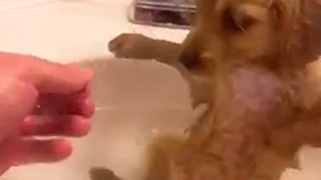 Funny dog tik tik video