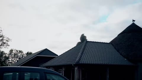 Cabeza de sirena vs Gato de dibujos animados