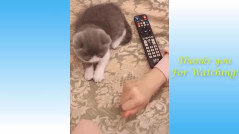 Funny 🐈🐈 video