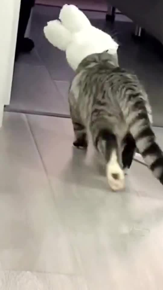 Here is a rabbit 🥺🤣🤣🤣