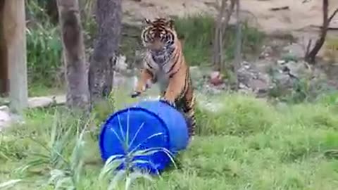 Ja’Malle decided to set up her enrichment all by herself today! 😹🐅