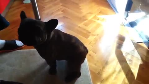 singing puppy