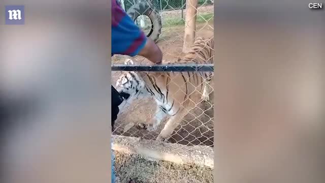 Horrific moment zookeeper, 23, is mauled by a tiger after putting his arm in cage