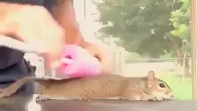 Squirrel massage 😍