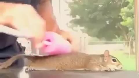 Squirrel massage 😍