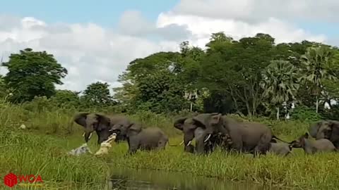 Elephant Saves Baby