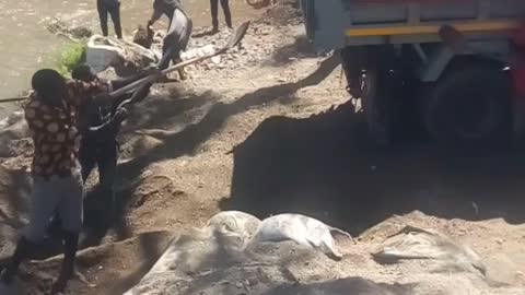 Strong youths loading a big car with sand