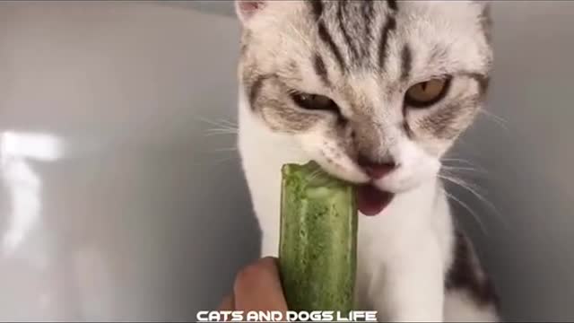 Funny Cats scared of cucumbers|Cucumber Compilation-TRY NOT TO SCARED