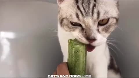 Funny Cats scared of cucumbers|Cucumber Compilation-TRY NOT TO SCARED