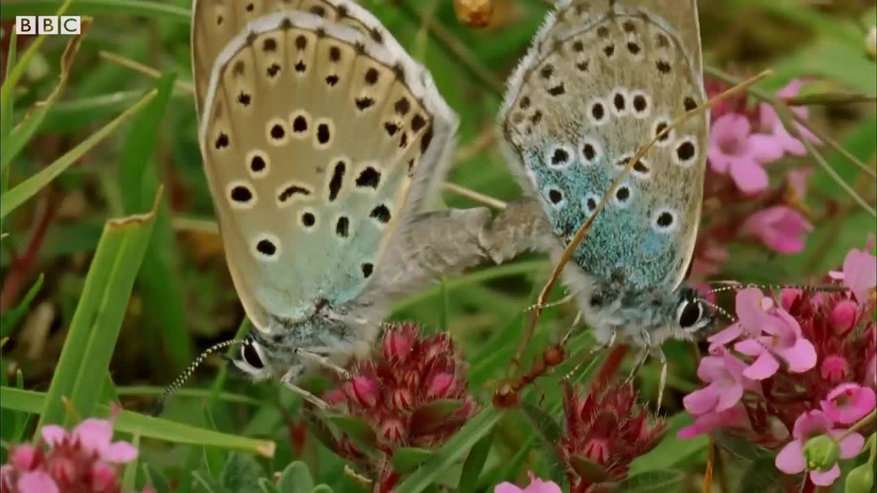 Ants Adopt a Butterfly | BBC Earth