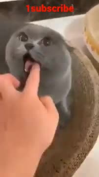 3.cute cat funny #shorts 4