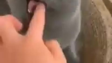 3.cute cat funny #shorts 4