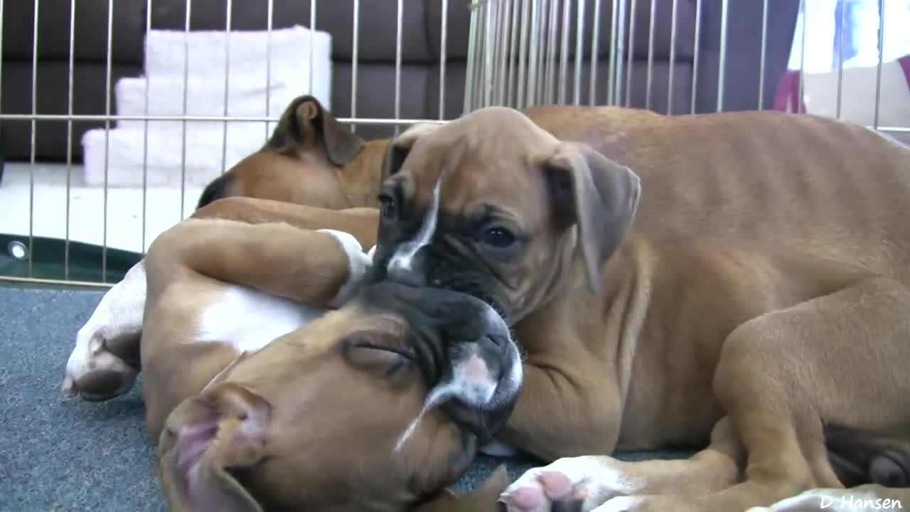 Cute Boxer Dog Puppies Cuddle and Lick Each Other! 6 weeks old!