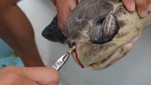 Sea Turtle with Straw up its Nostril -