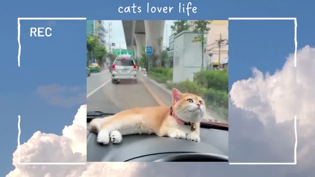 cats lover life