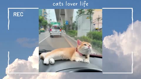 cats lover life