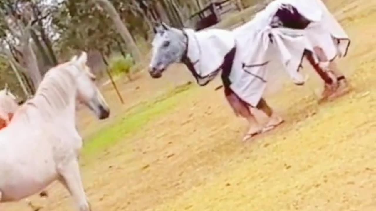 FUNNY VIDEOS (HORSE PRANK)