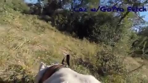 Dogo Argentino hunting w/ GoPro