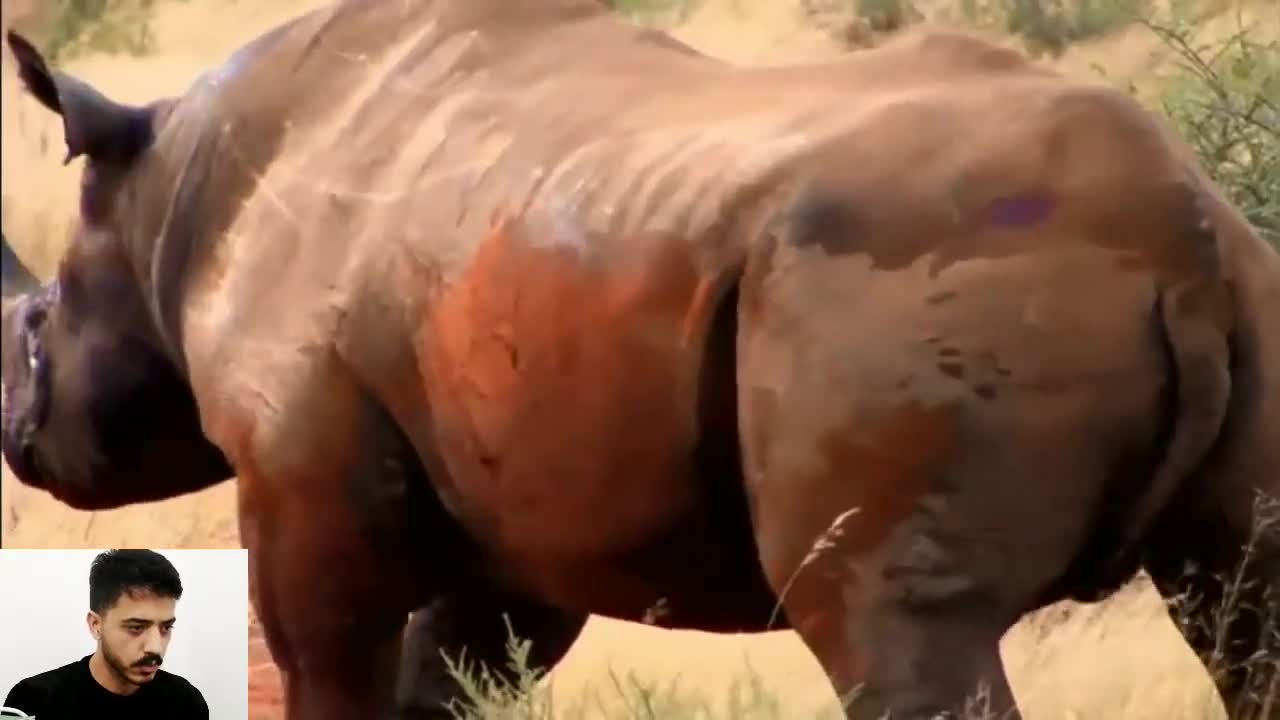 Rhino hunting with bow and guns in africa