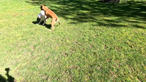 Harvey and Clyde at the farm.