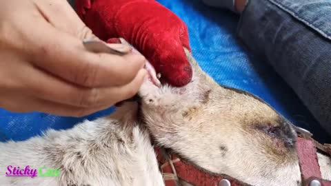 Removing All Ticks From Dog - Dog Ticks Removing Clip - Ticks Removal Videos EP 04