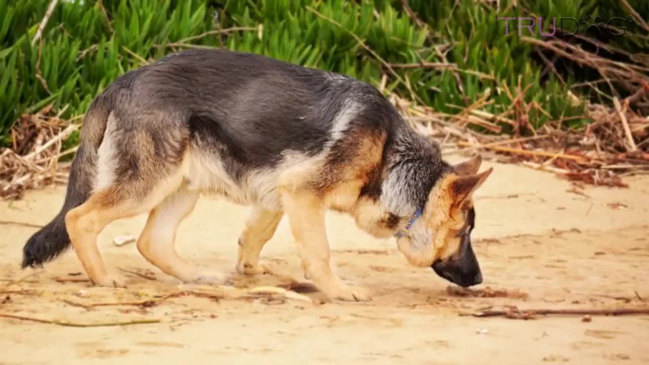 Why Do Dogs Take Forever To Pick A Spot To Poop?