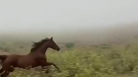 Horses running wild in the morning fog