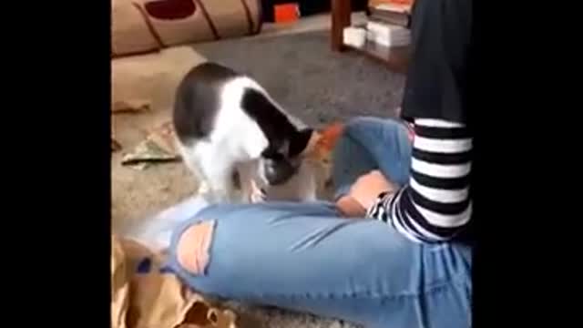Funniest Animals 🐧 - Best Of The 2020 Funny Animal Videos 😁 - Cutest Animals Ever