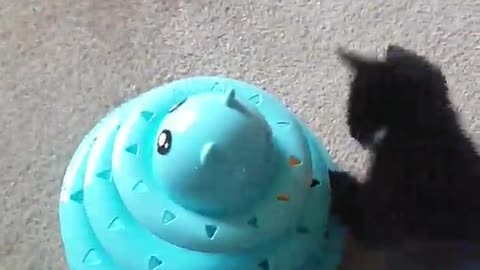 Little kitty gets angry at toy