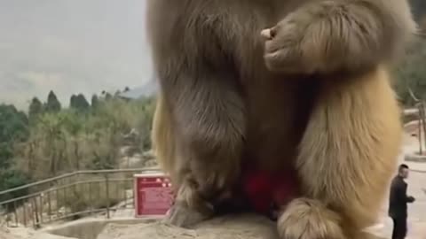Funny 🐒 monkey video