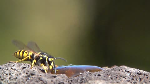 German Wasps Come To Garden Feeding Station