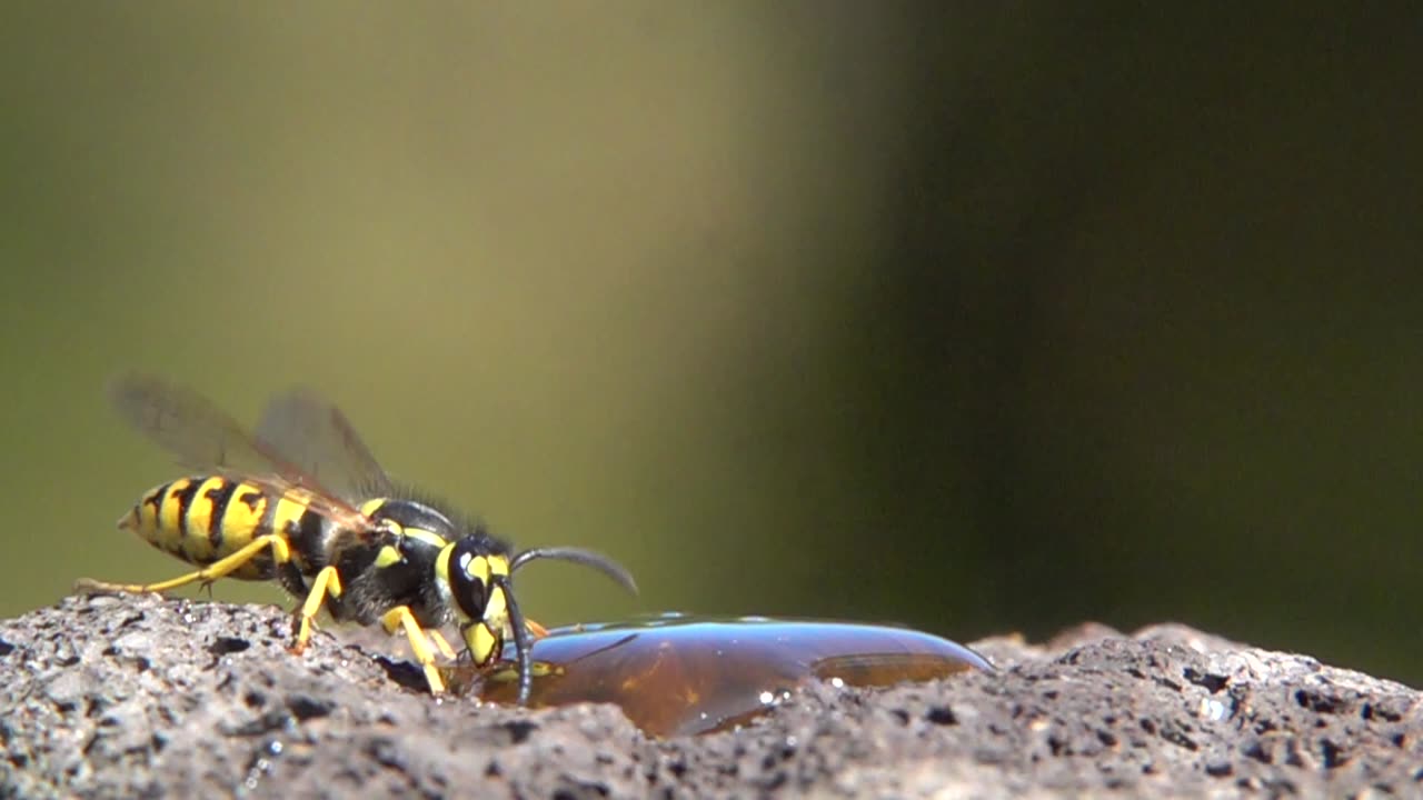 German Wasps Come To Garden Feeding Station